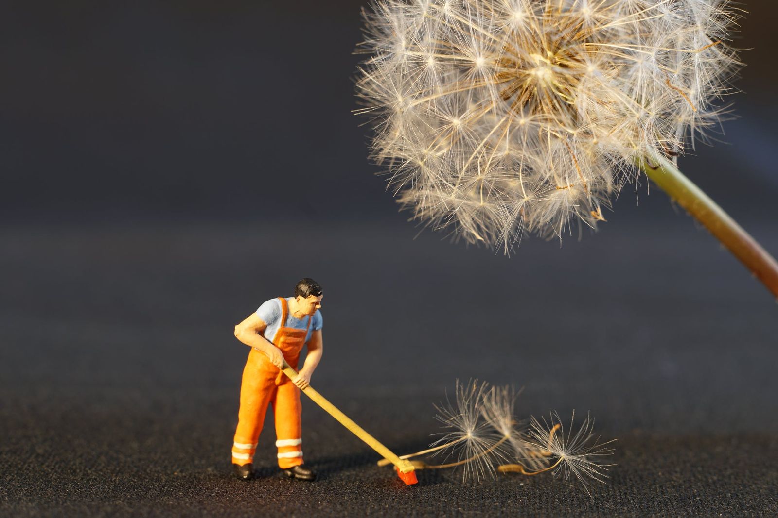 figure sweeping up dandelion